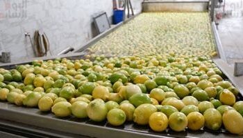 Exportation : 1ère place mondiale pour les agrumes égyptiens