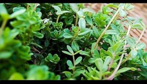 Achèvement de la 1ère encyclopédie égyptienne sur les plantes sauvages médicinales 3 - Le Progrès Egyptien