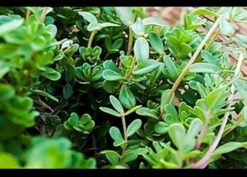 Achèvement de la 1ère encyclopédie égyptienne  sur les plantes sauvages médicinales