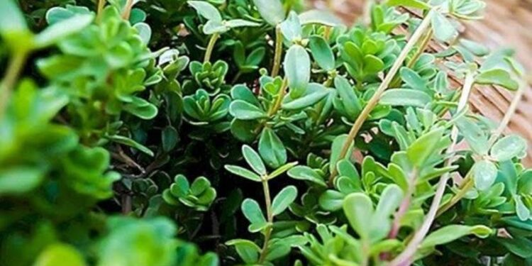 Achèvement de la 1ère encyclopédie égyptienne sur les plantes sauvages médicinales 1 - Le Progrès Egyptien