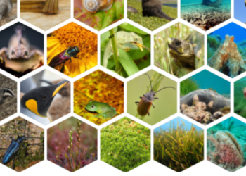 Biodiversité : Nous faisons partie de la solution