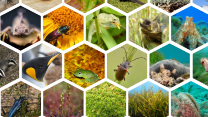 Biodiversité : Nous faisons partie de la solution 1 - Le Progrès Egyptien