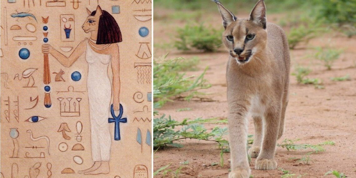 Vénéré par les Pharaons, le chat fascine encore ! 2 - Le Progrès Egyptien Vénéré par les Pharaons, le chat fascine encore ! 1 - Le Progrès Egyptien