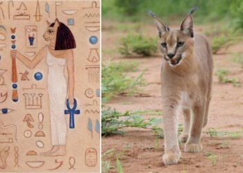 Vénéré par les Pharaons, le chat fascine encore !