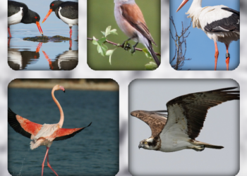 L’Egypte célèbre la Journée mondiale des oiseaux migrateurs