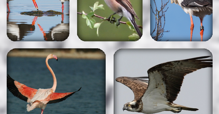L’Egypte célèbre la Journée mondiale des oiseaux migrateurs 2 - Le Progrès Egyptien L’Egypte célèbre la Journée mondiale des oiseaux migrateurs 1 - Le Progrès Egyptien