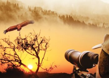 Préservation des oiseaux  migrateurs et planeurs