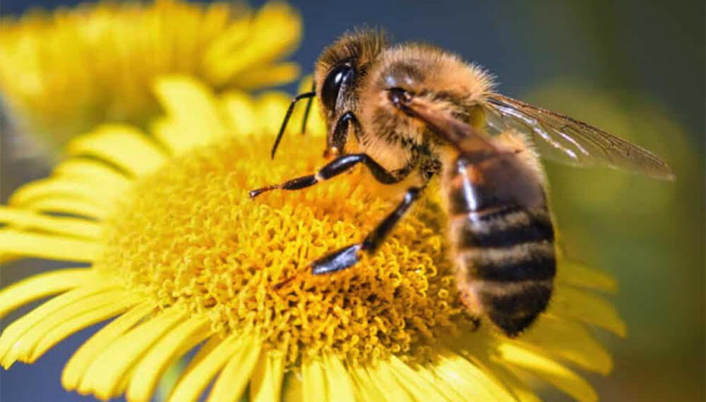 C’est la journée mondiale des abeilles 1 - Le Progrès Egyptien