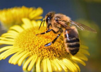 C’est la journée mondiale des abeilles