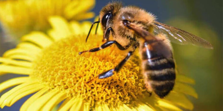 C’est la journée mondiale des abeilles 2 - Le Progrès Egyptien C’est la journée mondiale des abeilles 1 - Le Progrès Egyptien