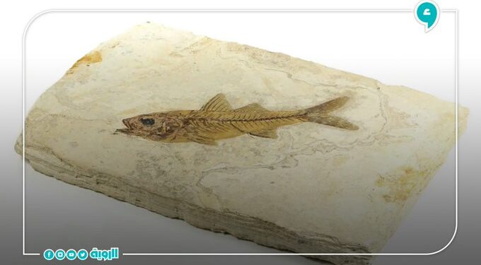 Découverte 1 - Le Progrès Egyptien