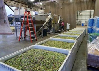 L’Egypte au premier rang des pays exportateurs d’olives vers le Brésil