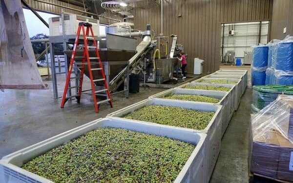 L’Egypte au premier rang des pays exportateurs d’olives vers le Brésil 2 - Le Progrès Egyptien L’Egypte au premier rang des pays exportateurs d’olives vers le Brésil 1 - Le Progrès Egyptien