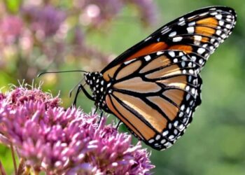 Jardin ou balcon :  Accueillir les papillons