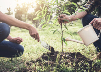 Plus d’arbres, moins de pollution
