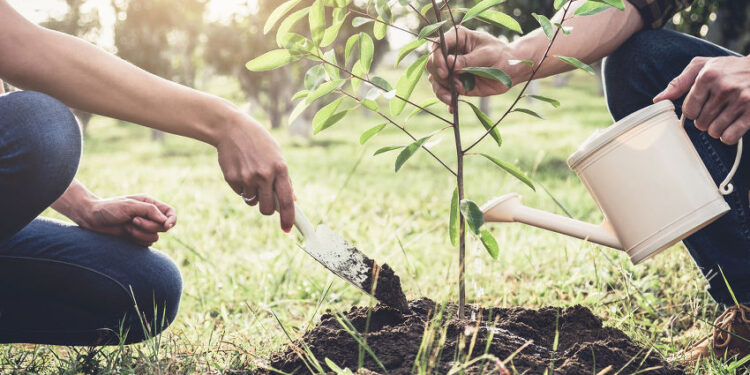Plus d’arbres, moins de pollution 2 - Le Progrès Egyptien Plus d’arbres, moins de pollution 1 - Le Progrès Egyptien