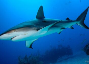 Les requins, un GPS naturel!