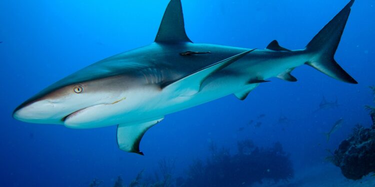 Les requins, un GPS naturel! 2 - Le Progrès Egyptien Les requins, un GPS naturel! 1 - Le Progrès Egyptien