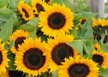 Tournesol : Pourquoi se tourne-t-il vers le soleil ?