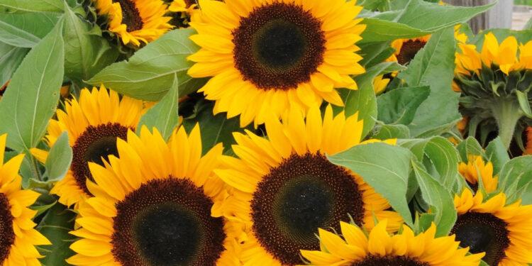 Tournesol : Pourquoi se tourne-t-il vers le soleil ? 2 - Le Progrès Egyptien Tournesol : Pourquoi se tourne-t-il vers le soleil ? 1 - Le Progrès Egyptien