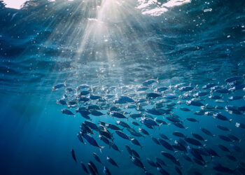 Les océans étouffent