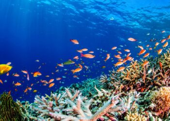 Mer Rouge : Campagne de protection du milieu marin