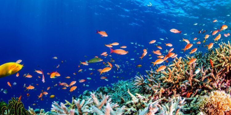 Mer Rouge : Campagne de protection du milieu marin 2 - Le Progrès Egyptien Mer Rouge : Campagne de protection du milieu marin 1 - Le Progrès Egyptien