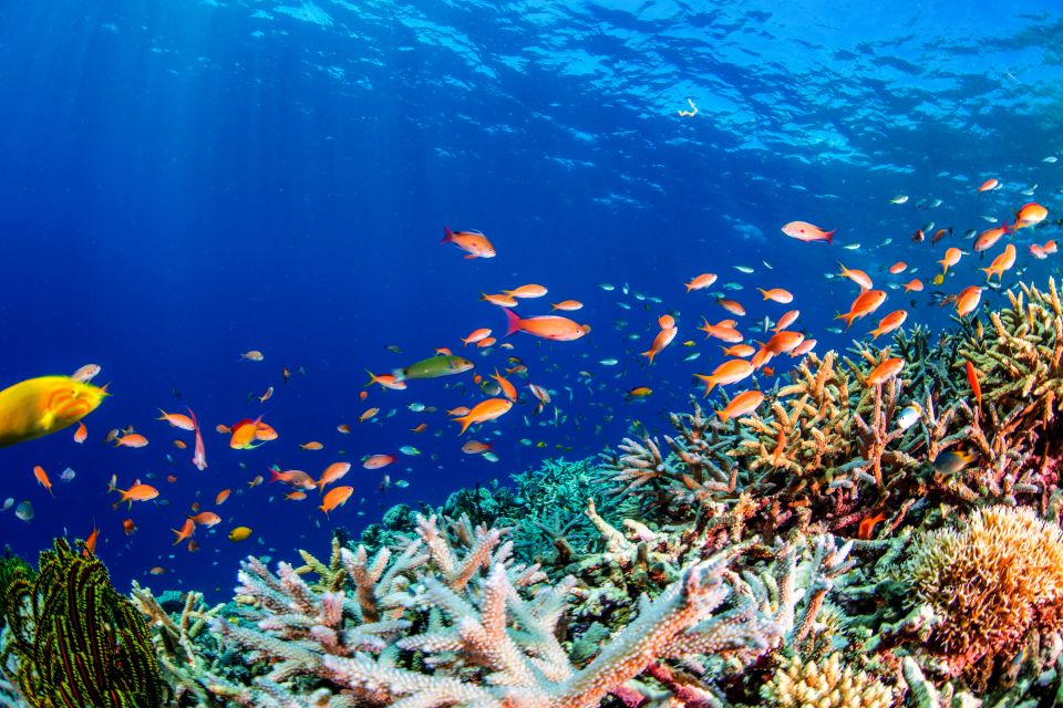 Mer Rouge Campagne de protection du milieu marin Le Progrès Egyptien