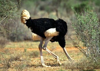 Pourquoi l’autruche met la tête dans le sol?