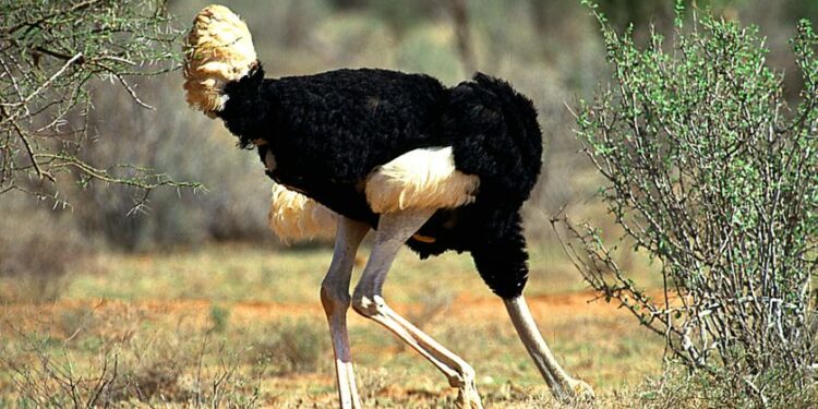 Pourquoi l’autruche met la tête dans le sol? 1 - Le Progrès Egyptien