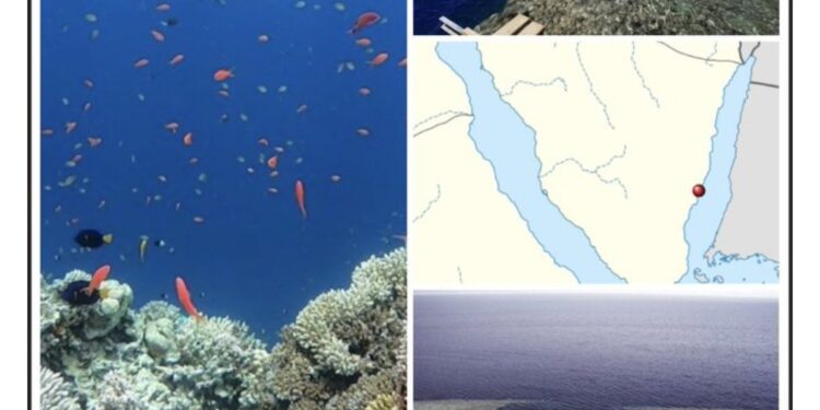 Dahab, un paradis 2 - Le Progrès Egyptien Dahab, un paradis 1 - Le Progrès Egyptien