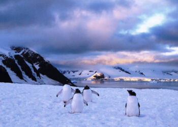 La banquise fond deux fois plus vite que prévu