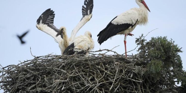 Alsace : Les cigognes plus nombreuses que jamais 2 - Le Progrès Egyptien Alsace : Les cigognes plus nombreuses que jamais 1 - Le Progrès Egyptien
