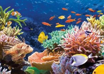 Sauvons les coraux