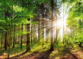 La dégradation des forêts, une source de carbone