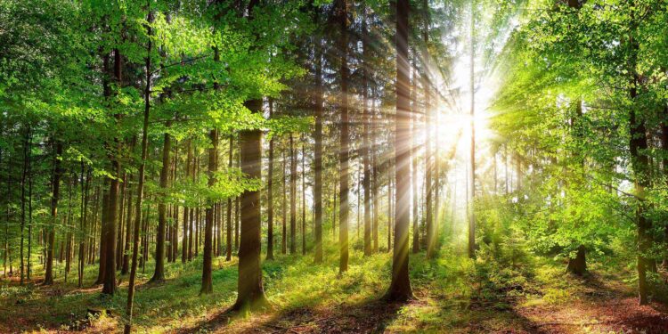La dégradation des forêts, une source de carbone 2 - Le Progrès Egyptien La dégradation des forêts, une source de carbone 1 - Le Progrès Egyptien