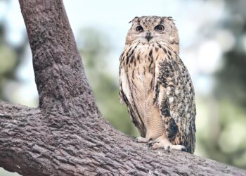 Ne soyez pas un hibou, mais un missile !