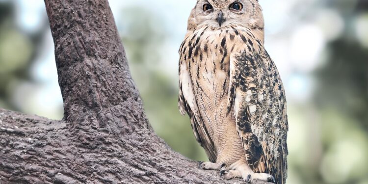 Ne soyez pas un hibou, mais un missile ! 1 - Le Progrès Egyptien