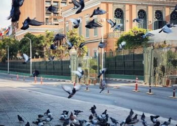 Se balader de bon matin à Zamalek !