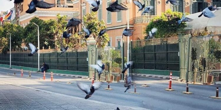 Se balader de bon matin à Zamalek ! 1 - Le Progrès Egyptien