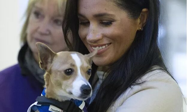 … et Meghan Markle proclame son amour pour les animaux 2 - Le Progrès Egyptien … et Meghan Markle proclame son amour pour les animaux 1 - Le Progrès Egyptien