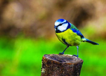 France : Déclin des oiseaux des villes et des champs