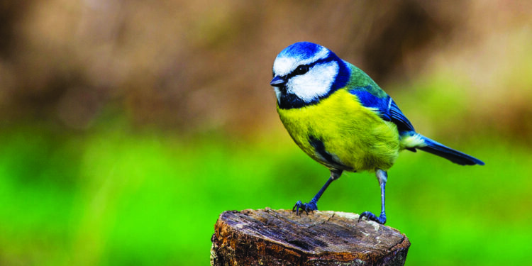 France : Déclin des oiseaux des villes et des champs 2 - Le Progrès Egyptien France : Déclin des oiseaux des villes et des champs 1 - Le Progrès Egyptien