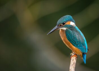 Les oiseaux sauvages enfin recensés