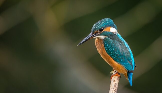 Les oiseaux sauvages enfin recensés 2 - Le Progrès Egyptien Les oiseaux sauvages enfin recensés 1 - Le Progrès Egyptien