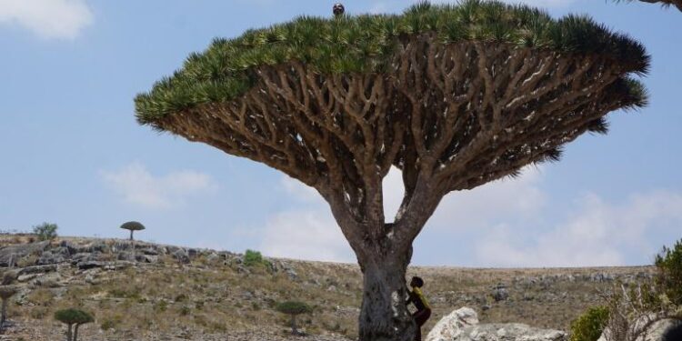 L'archipel de Socotra en danger 2 - Le Progrès Egyptien L'archipel de Socotra en danger 1 - Le Progrès Egyptien