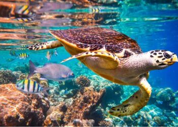 Préserver l’écosystème marin