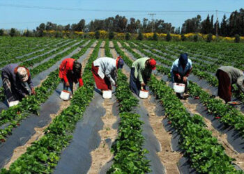 Lancement de la carte du paysan