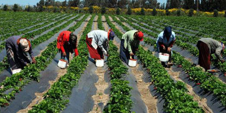 Lancement de la carte du paysan 2 - Le Progrès Egyptien Lancement de la carte du paysan 1 - Le Progrès Egyptien
