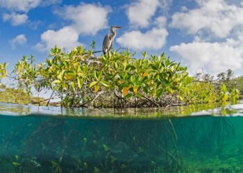 Conservons la mangrove